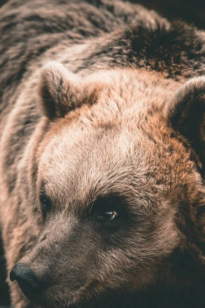 Крупним Планом Постріл Голову Великого Ведмедя Вовку Ведмежому Парку Чорного — стокове фото