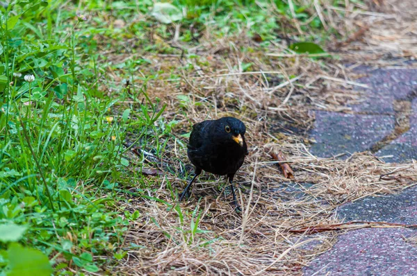 草の間の地面に黒い鳥のクローズアップショット — ストック写真