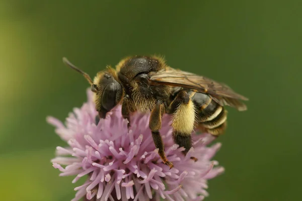Крупним Планом Жіночій Жовтій Вільній Бджілці Макропіс Європаея Просіювання Некрота — стокове фото