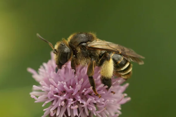 Primer Plano Una Abeja Soltera Amarilla Macropis Europaea Sorbiendo Necatr —  Fotos de Stock