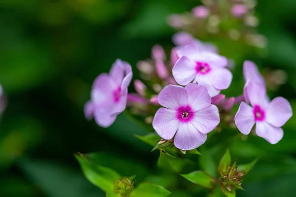 Een Close Shot Van Een Roze Tuin Phlox Bloeiende Plant — Stockfoto