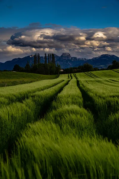 Una Bella Foto Campo Verde Agricolo Mattino — Foto Stock