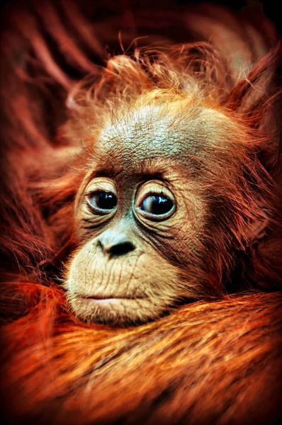 Retrato De Um Jovem Macaco Branco Abrindo a Boca. Imagem de Stock - Imagem  de abertura, cabelo: 192332479