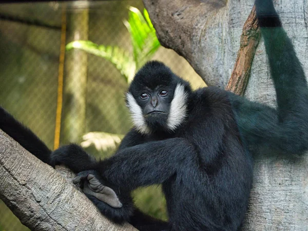 Μια Κοντινή Φωτογραφία Μιας Μαύρης Μαϊμούς Στο Ζωολογικό Κήπο Του — Φωτογραφία Αρχείου