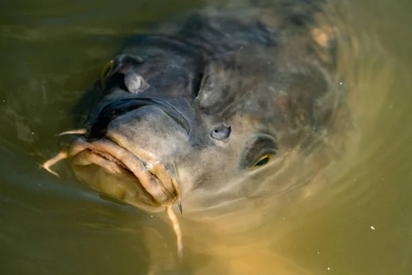 Nahaufnahme Eines Karpfenfisches Cyprinus Carpio Teich — Stockfoto