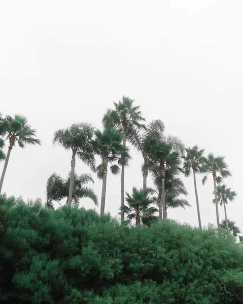 Естественный Вид Зеленые Листья Ветвях Деревьев Высокие Пальмы Белым Небом — стоковое фото