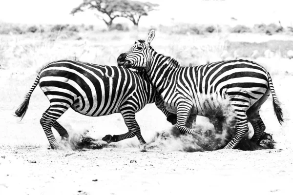 Duas Zebras Lutando Mordendo Umas Outras Parque Nacional — Fotografia de Stock