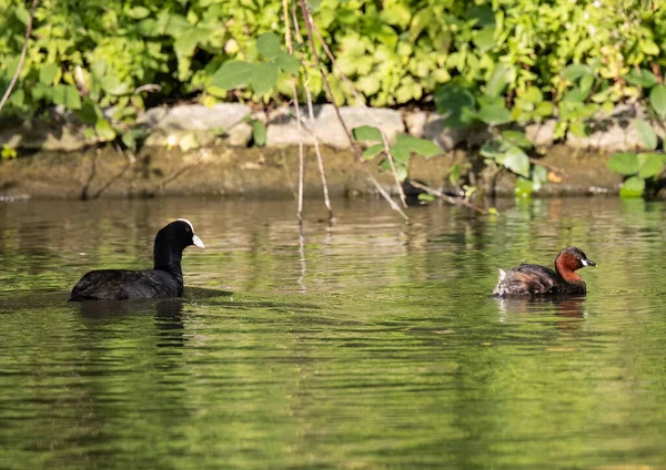 Une Foulque Eurasienne Petit Oiseau Grèbe Nageant Dans Étang — Photo