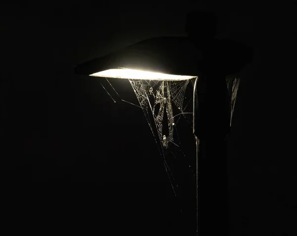 Karanlık Bir Arka Planda Sokak Lambasında Bir Örümcek Ağı — Stok fotoğraf