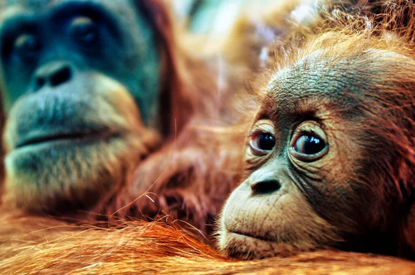 Işıkların Altında Bulanık Bir Arka Plan Ile Orangutanlar Yakın Çekim — Stok fotoğraf