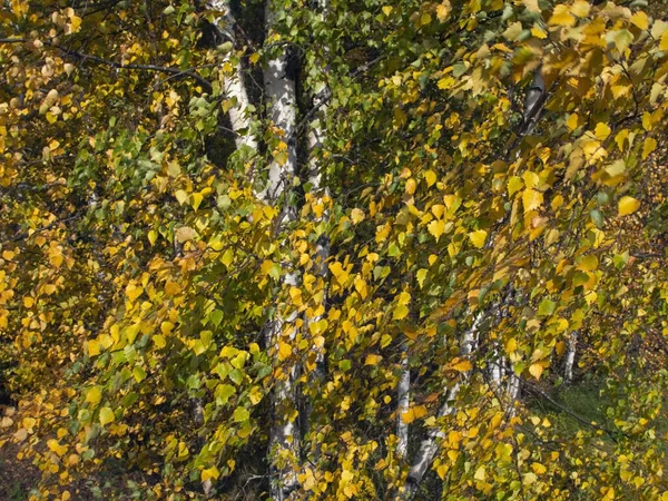 Malebný Pohled Bříza Listoví Stromů Podzim — Stock fotografie