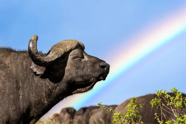 Búfalo Africano Disfrutando Día Soleado Con Arco Iris Fondo — Foto de Stock