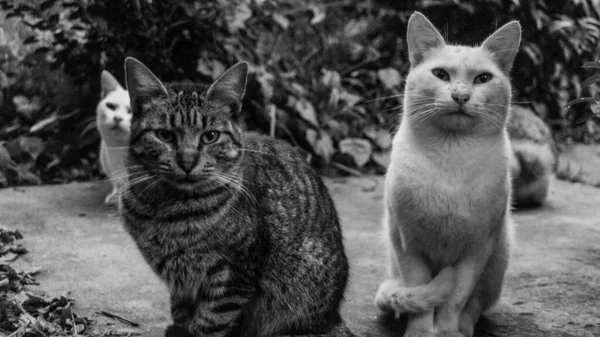 Grayscale Shot Group Cats Park — Stock Photo, Image