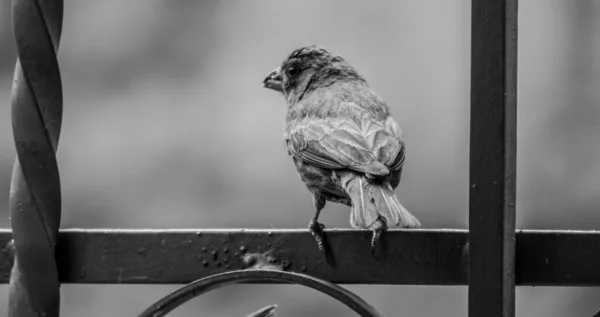 一只麻雀在栅栏上的灰度特写镜头 — 图库照片
