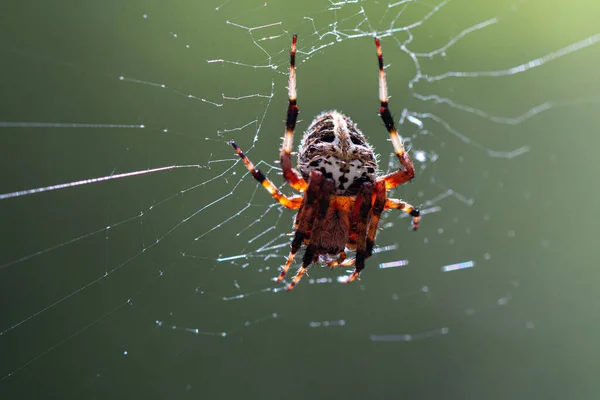 Uma Foto Macro Uma Aranha Preta Branca Fazendo Sua Teia — Fotografia de Stock