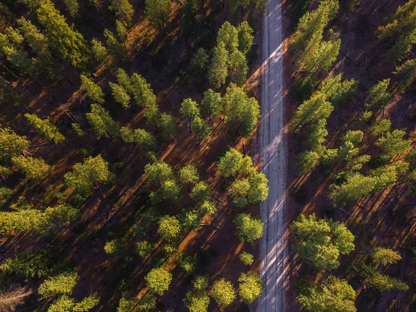Живописный Вид Проселочную Дорогу Посреди Леса Время Заката — стоковое фото