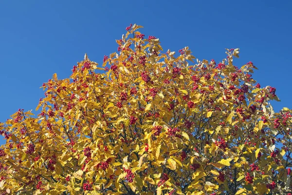 芬兰Sorbus杂交秋叶和浆果的风景 — 图库照片