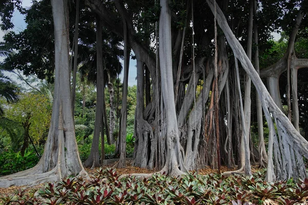 Tiro Perto Árvores Que Crescem Floresta — Fotografia de Stock