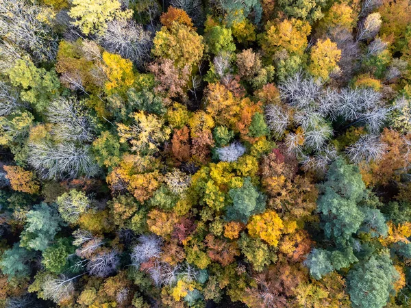 Gökyüzü Canlı Sonbahar Renklerinde Yaprak Döken Ormanın Yukarıdan Görünüşü Fotoğrafçılığı — Stok fotoğraf