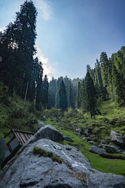 Una Splendida Vista Della Pineta Nel Campo Roccioso Montagna — Foto Stock