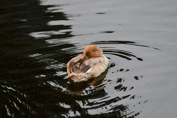 Ein Niedliches Braunes Baby Lesser Scaup Pflegt Sich See — Stockfoto