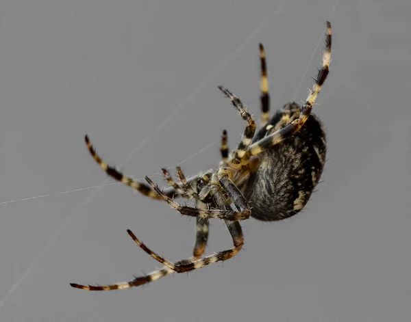 Närbild Angulate Orbweaver Sin Spindelväv — Stockfoto