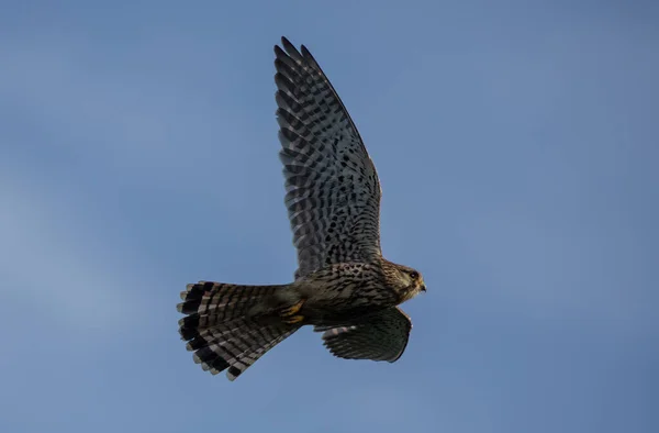 Een Torenvalk Vliegend Tegen Blauwe Lucht — Stockfoto