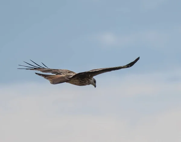 Ein Pfeifender Drachen Fliegt Gegen Den Blauen Himmel — Stockfoto