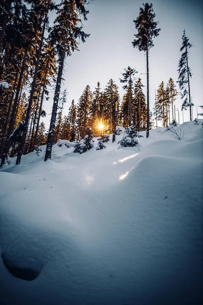 Tiro Vertical Bela Paisagem Inverno Com Abetos Cobertos Neve Krkonose — Fotografia de Stock