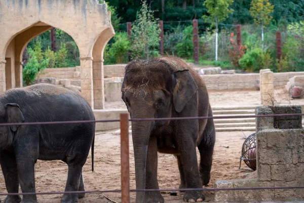 Närbild Söt Elefant Zoo Hanov — Stockfoto