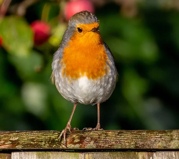 Tiro Perto Pássaro Robin Empoleirado Uma Cerca Madeira — Fotografia de Stock