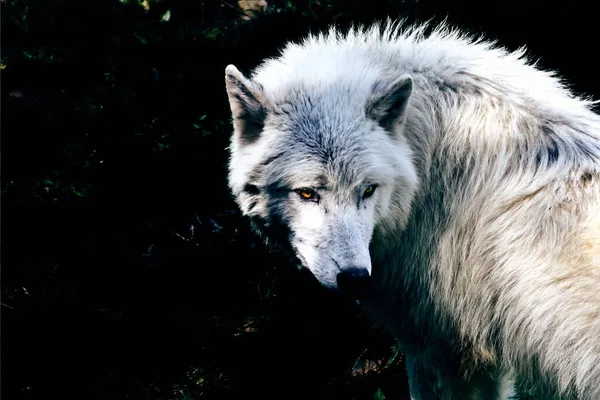 森の中で狼の黒と白のショット — ストック写真