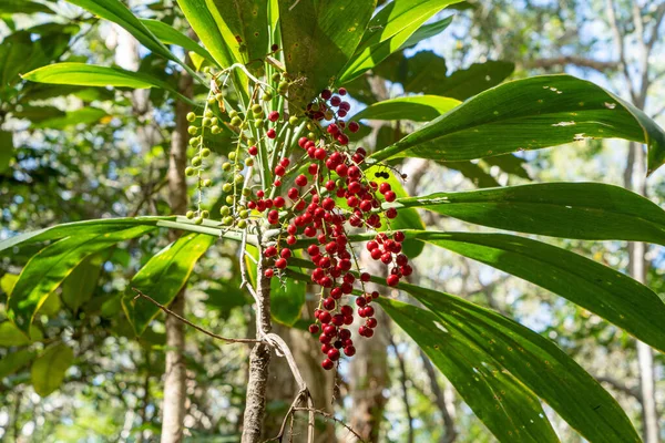 Beautiful Shot Tree Red Fruits — Stock Photo, Image