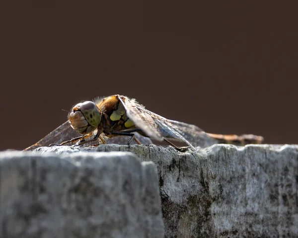 Bulanık Bir Arkaplanda Ahşap Bir Yüzeye Yakın Plan Bir Odonata — Stok fotoğraf