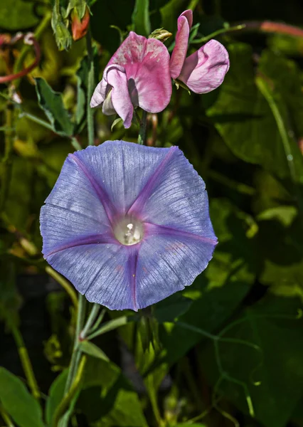 Vertikální Záběr Ranní Květ Slávy Zahradě — Stock fotografie