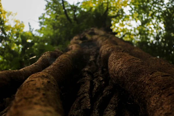 Plan Angle Bas Arbre Dans Une Forêt — Photo