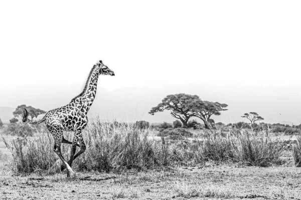 Ulusal Parkta Koşan Zürafanın Görüntüsü — Stok fotoğraf