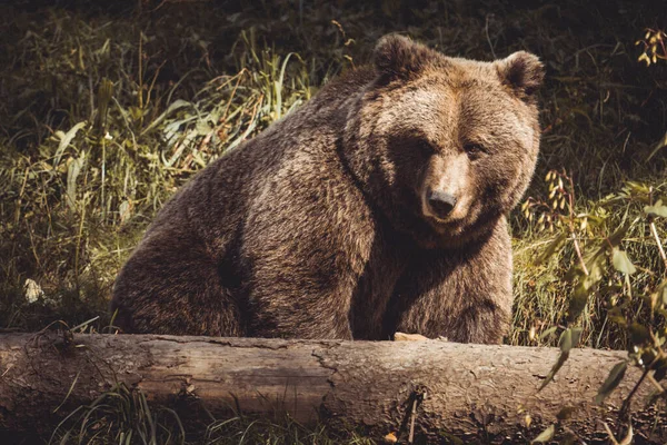 Красивый Снимок Большого Медведя Парке Волков Медведей Чёрного Леса — стоковое фото