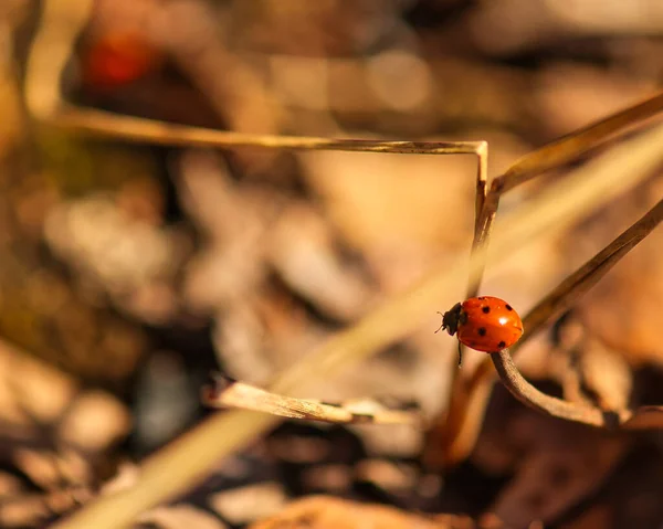 Closeup Ladybug Grass Field Sunlight Blurry Background — Stock Photo, Image