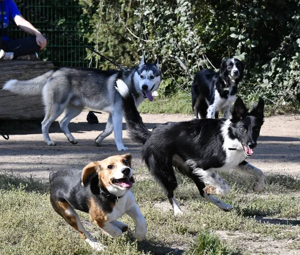 Cani Giocosi Che Corrono Nel Parco Siberian Husky Beagle Border — Foto Stock