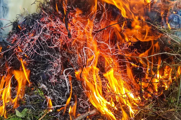 Gros Plan Herbe Brûlante Brillante Avec Une Flamme Chaude Ouverte — Photo