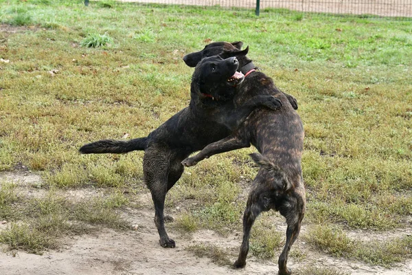 Крупный План Presa Canario Labrador Retriever Сражающихся Парке — стоковое фото