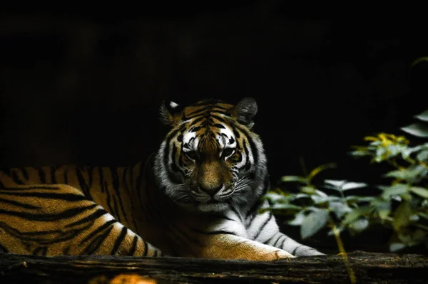 一只在动物园里靠着黑色背景休息的老虎 — 图库照片