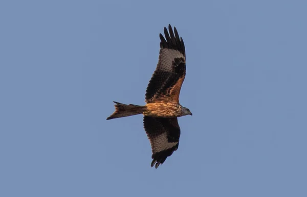 Cerf Volant Noir Volant Contre Ciel Bleu — Photo