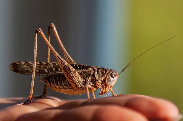 Primer Plano Cricket Mano — Foto de Stock