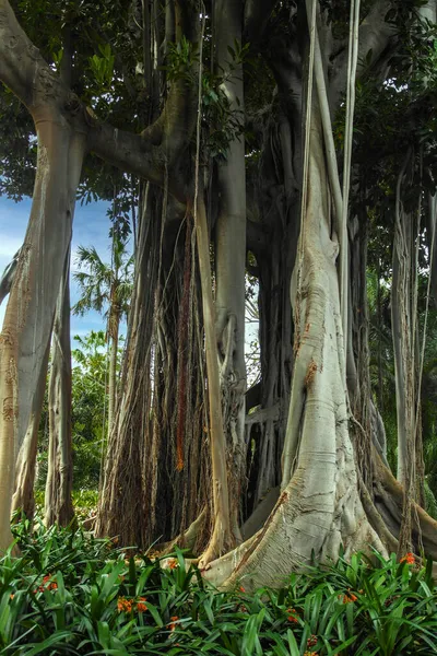 Tiro Vertical Árvores Floresta — Fotografia de Stock