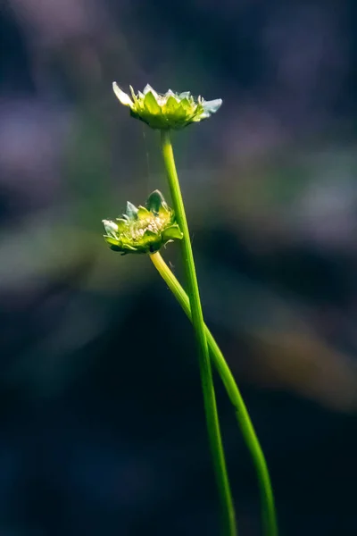 Plan Vertical Fleurs Croissance Dans Une Forêt Près Côte Mer — Photo