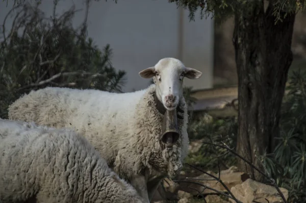 Schöne Aufnahme Einer Ziege Auf Einem Bauernhof Die Direkt Die — Stockfoto