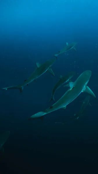 Une Vue Fascinante Troupeau Requins Sous Eau Bleue — Photo