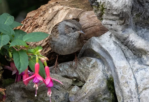 Closeup Shot Dunnock Bird Perched Garden — Stock Photo, Image